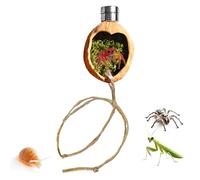 Décoration pour Araignées Sauteuses Abri Pour Habitat En Noyer Magnétique
