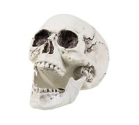 Boland Crâne Maxilla, mâchoire articulée, 17 x 15 cm, Blanc