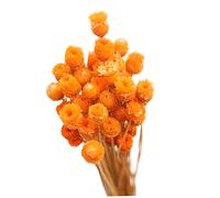 décorations d'automne, Bouquet de Marguerite séchée décoration de Fleurs sèches Naturelles dans Une Table en Vase Florale 50 tiges Orange