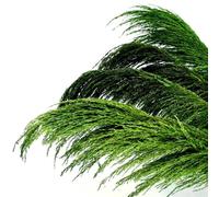 Décorer la Maison avec des Fleurs sèches, Bouquet de Fleurs séchées d'herbe de la Pampa 80-120 cm, Lot de 5, for décoration intérieure(80-120cm-05,3pcs)