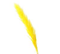 Décorer la Maison avec des Fleurs sèches, Herbe de Pampa Artificielle séchée Multicolore, Lot de 2(Yellow)