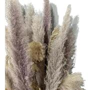 Décorer la Maison avec des Fleurs sèches, Lot de 3/5/10 Fleurs séchées décoratives en Herbe de la Pampa, Multicolores, 70-80 cm(Primary,10pcs)