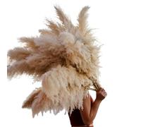 Décorer la Maison avec des Fleurs sèches, Lot de 3/5/10 Fleurs séchées décoratives en Herbe de la Pampa, Multicolores, 70-80 cm(Beige,10pcs)