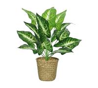 Decoris Everlands Calathea Plante en Plastique Vert Longueur 13 cm Largeur 13 cm Hauteur 42 cm Taille Unique