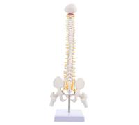 DECORNIJIA Colonne Vertébrale Modèle Anatomique Avec Bassin Et Sacrum Pour Éducation Des Patients Et Démonstration Médicale
