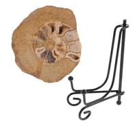 DECORNIJIA Modèle d'Ammonite Fossile en Pierre Brute pour Décoration de Table et Spécimen Éducatif Destiné aux Amateurs de Minéraux Fluorescents