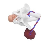 DECORNIJIA Modèle De Pelvis Anatomique Pour Simulation Accouchement Outil De Formation Pour Sages-femmes Avec Fœtus Cordon Ombilical Et Placenta Éducation Maternité Et Démonstration