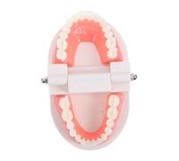 DECORNIJIA Modèle Pédagogique Standard pour Garçon Fille Modèle de Dents Réaliste pour et Pratique Du Brossage Matériel Éducatif pour Apprentissage Oral Maternelle
