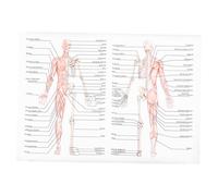 DECORNIJIA Poster Anatomique du Corps en Tissu Soie 50x70 Cm, Image Anatomique Pratique et Facile à Lire pour t École, Diagramme des Muscles Squelettiques