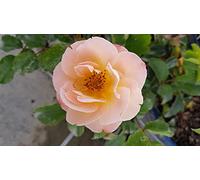 DECOROSIER CALIZIA® 'Noa97400a' / Rosier paysager orange saumoné CALIZIA® / Conteneur de 2 à 2.9 litres