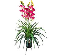 Decovego Orchidée Plante en Pot Artificielle Artificiel Sélection, Sélection Plante d'orchidée:Orchidée modèle 8