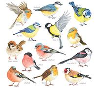 DECOWALL Stickers Muraux 13 Oiseaux du Jardin Aquarelle (DS2-8038) | 13 oiseaux du jardin avec leur nom en anglais, effet aquarelle, amovibles et repositionnables pour une déco nature