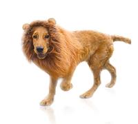 DEEDPF Perruque de crinière de lion pour costume de chien avec oreilles réglable pour cosplay, vacances, séance photo, fête, chapeau de lion fantaisie, activité marron clair