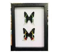 DEEguess Cadre Photo DéCoration SpéCimen De Papillon Cadre Photo Insecte Adapté à La Collection De Papillons DéCoration Murale De Table SpéCimen De Papillon Encadré,21x28CM