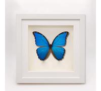 DEEguess Cadre Photo DéCoration SpéCimen De Papillon Cadre Photo Insecte Adapté à La Collection De Papillons DéCoration Murale De Table SpéCimen De Papillon Encadré,25CM