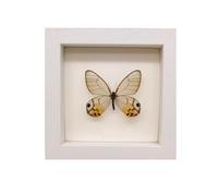 DEEguess Cadre Photo DéCoration SpéCimen De Papillon Cadre Photo Insecte Adapté à La Collection De Papillons DéCoration Murale De Table SpéCimen De Papillon Encadré,15CM