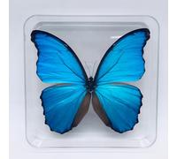 DEEguess SpéCimen De Papillon, Cadre Photo D'Insecte, Adapté Au Bureau De Collection De Papillons, Bricolage Fait à La Main, Adapté Aux éTudiants, DéCoration De La Maison,15CM