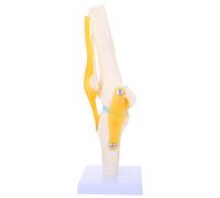 DEEPCRAFF Modèle D'articulation du Genou, Modèle de Simulation de L'articulation du Genou 1:1 en Pvc Blanc, Montre les Ligaments, Flexion et Rotation, pour Enseignement Médical