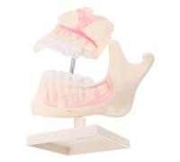 DEEPCRAFF Modèle de Bouche Typodonte en Plastique, Modèle de Dents pour L'éducation, Structure Dentaire Réaliste, Morphologie Détaillée, pour Étudiants, Enseignement et Pratique Orale