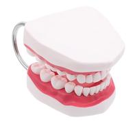 DEEPCRAFF Modèle Pédagogique avec Mâchoire Intégrée 56 Fois Agrandi de Dents en PVC pour Pratique Dentaire et Enseignement en Cabinet de Technicien