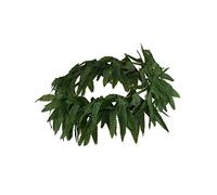 DEGUISE TOI - Bandeau Feuilles Tropicales - Bandeau - Taille Unique - Vert - Accessoires pour déguisement - Tissu, Plastique - - Carnaval