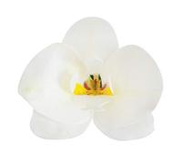 Dekora Décoration 10 Orchidées Bleus en Gaufrette Comestible pour Gâteau d'anniversaire-7,5-8,5 cm, 126067, Blanc