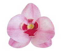 Dekora Rose Fleur Comestible Paquet de 10 orchidées pour Décoration de Gateau, Couleur, 126066