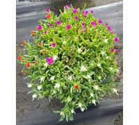 Delosperma WHEELS OF WONDER® TRIOMIO GOLDEN FIRE/Pourpier vivace/Conteneur de 3 à 4 litres/Succulente