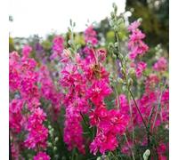 Delphinium 'Limelight Rose' - Pied d'Alouette 30 Graines
