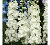 Delphinium Moonbeam - Une grande plante vivace de bordure blanc pur