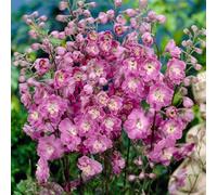 Delphinium Strawberry Fair - Une plante vivace rose pour bordure de jardin