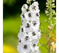 Delphinium White Dark Bee - Vivace à fleurs pour jardin | Delphinium en godet, idéal pots et massifs