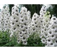 Delphinium 'White with Dark Bee' - Pied d'Alouette, vivace