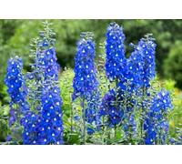 Delphiniums Le Bal des Géants - vivace,