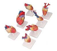 Demeras Modèle d'anatomie du Cœur, Fixation Magnétique Polyvalente en 7 Pièces, Excellent Modèle de Cœur en PVC Grandeur Nature avec 7 Bases pour l'enseignement en Classe