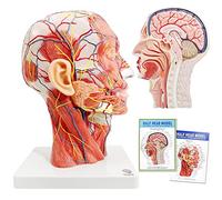 Demi-tête humaine, modèle neurovasculaire superficiel avec muscle, modèle de tête anatomique grandeur nature, crâne et cerveau pour l'enseignement médical, outil d'apprentissage