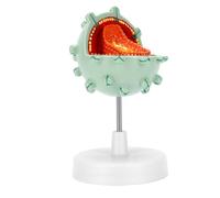 Démonstration D'amplification du Virus sur Un Modèle de Cellule | Outil Pédagogique 3D sur la Structure du Virus Humain avec Base Amovible, Matériau PVC