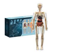 Demsyeq Modèle d'anatomie Humaine - Kit de Squelette d'anatomie 3D du Corps Humain, Outils éducatifs pour Jeunes, Adolescents, école Primaire, Enseignants de Salle de Classe, Enseignants à la