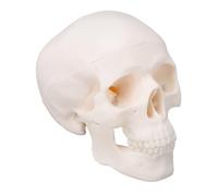 Denash Mini Crâne Humain Modèle, Réplique Anatomique en PVC 1/2 Échelle,