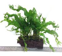 Dennerle - Microsorum Pteropus sur racine avec ventouse