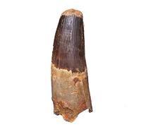 Dent de dinosaure de spinosaure fossile 2 cm - 3 cm