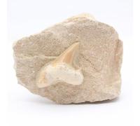 Dent de Requin fossile sur Gangue de 105 grammes et 65 millimètres, Minéral Otodus du Maroc, Issue de la Nature, Exemplaire Unique, Pierre d'ornement, Minéral de Chakras