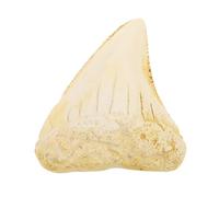 Dent de Requin Fossilisée en Résine, Modèle Éducatif Rétro | Décor Préhistorique Réaliste, Résiste à Décoloration et Déformation, pour Étude et Classe