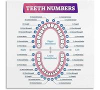 Dental Anatomy Educational Poster - Tooth Numbering System Chart, Informative Canvas Wall Art for Classroom or Study Room Decor(Framed,12x18inch(30x45cm))