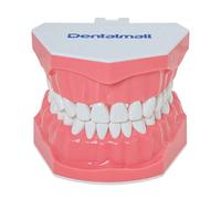 DENTALMALL Modèle dentaire pour le brossage du fil dentaire, la pratique des dents, le typodonts, la gingiva visible, la démonstration anatomique, l'enseignement, l'étudiation, la taille standard