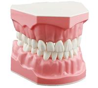 DENTALMALL Modèle dentaire pour le brossage du fil dentaire, la pratique des dents, le typodonts, la gingiva visible, la démonstration anatomique, l'enseignement, l'étudiation, la taille standard