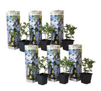 Dentelaire du Cap - Set de 6 - Plumbago auriculata - Hauteur 25-40cm - d9cm