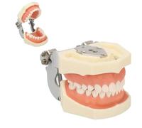 Dentier Modèle D'enseignement, Modèle de dents de typodonte dentaire 28 pièces dents de rechange pour la formation des dentistes en cabinet dentaire étudiants