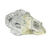 Dents De Crâne De Lapin Transparentes Pour Animaux Dentaires,Modèle Anatomique,Dents Buccales,Vétérinaire,Décoration D'anatomie,Démo