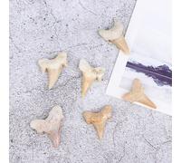 Dents De Requin Fossile Megalodon, Spécimen D'Enseignement De La Science Marine